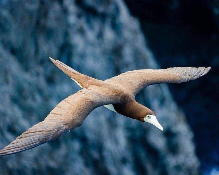 Instagram.com/tonga_travel_troupe