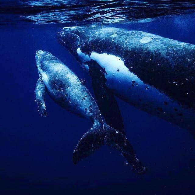 Instagram.com/tonga_holiday