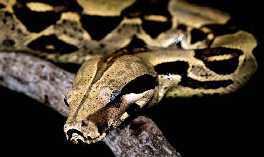 reptilekingdoms.com