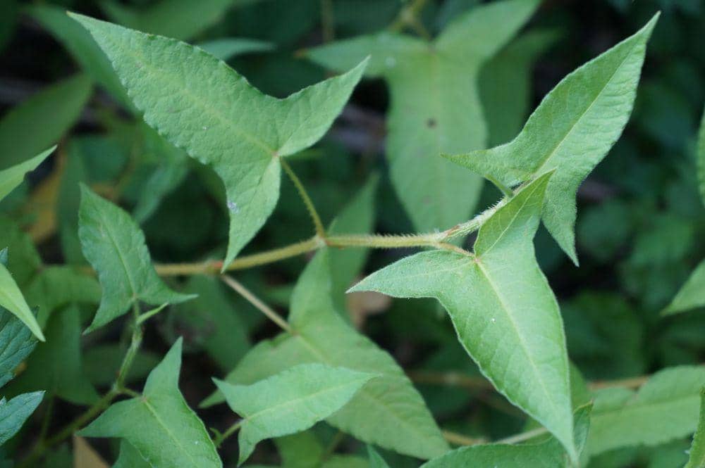 inaturalist.org