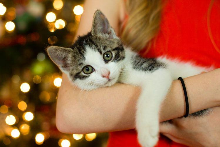 Jangan pelihara kucing jika 5 hal ini ada pada kamu, apa aja