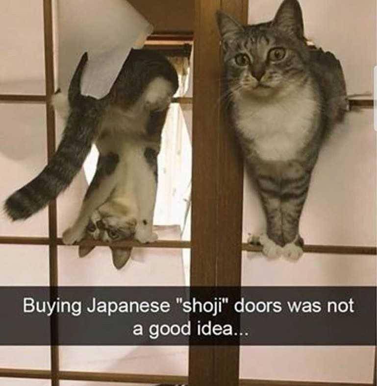 Instagram.com/cattutopia