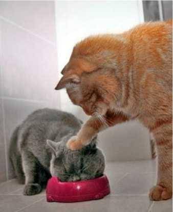 Instagram.com/gallery_of_cats