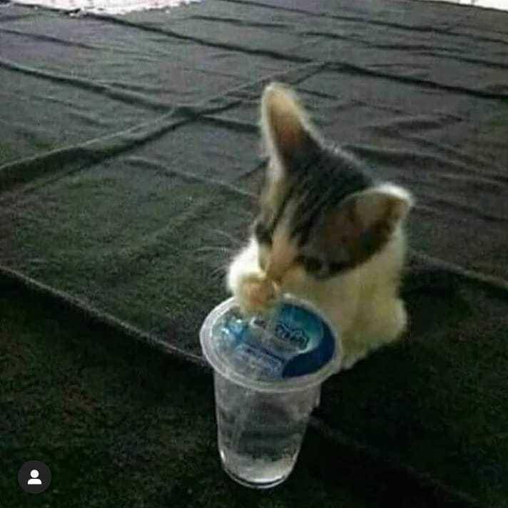 Instagram.com/asupan_meme_hewan