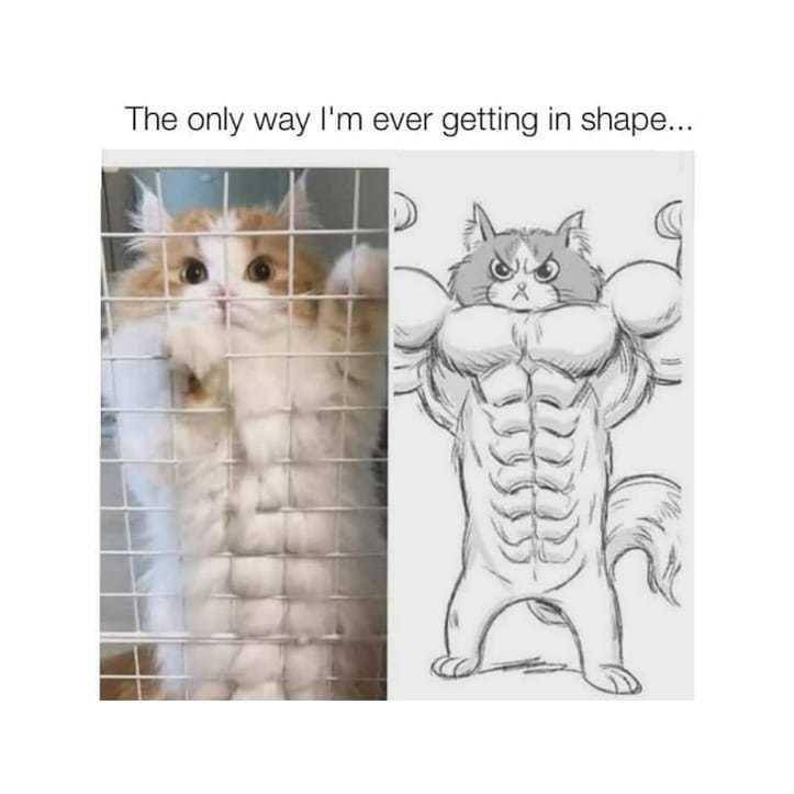 Instagram.com/unpopularcats