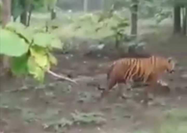 Tangkapan layar video harimau di hutan. IDN Times/Istimewa
