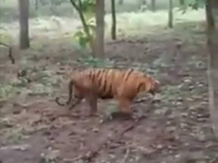 Video Harimau Berkeliaran di Hutan Solokuro Lamongan, Ini Kata Polisi