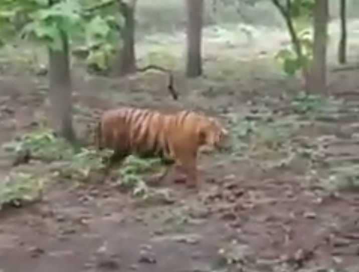 Tangkapan layar video harimau di hutan. IDN Times/Istimewa