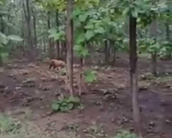 Tangkapan layar video harimau di hutan. IDN Times/Istimewa