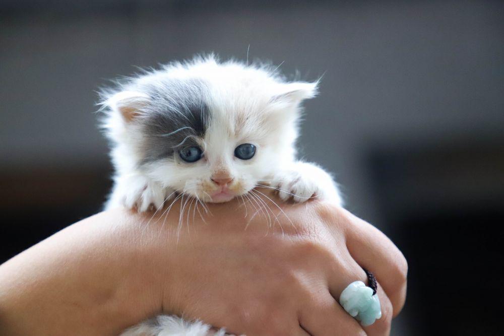 Jangan sembarangan! Ini 5 tips merawat anak kucing terbaik