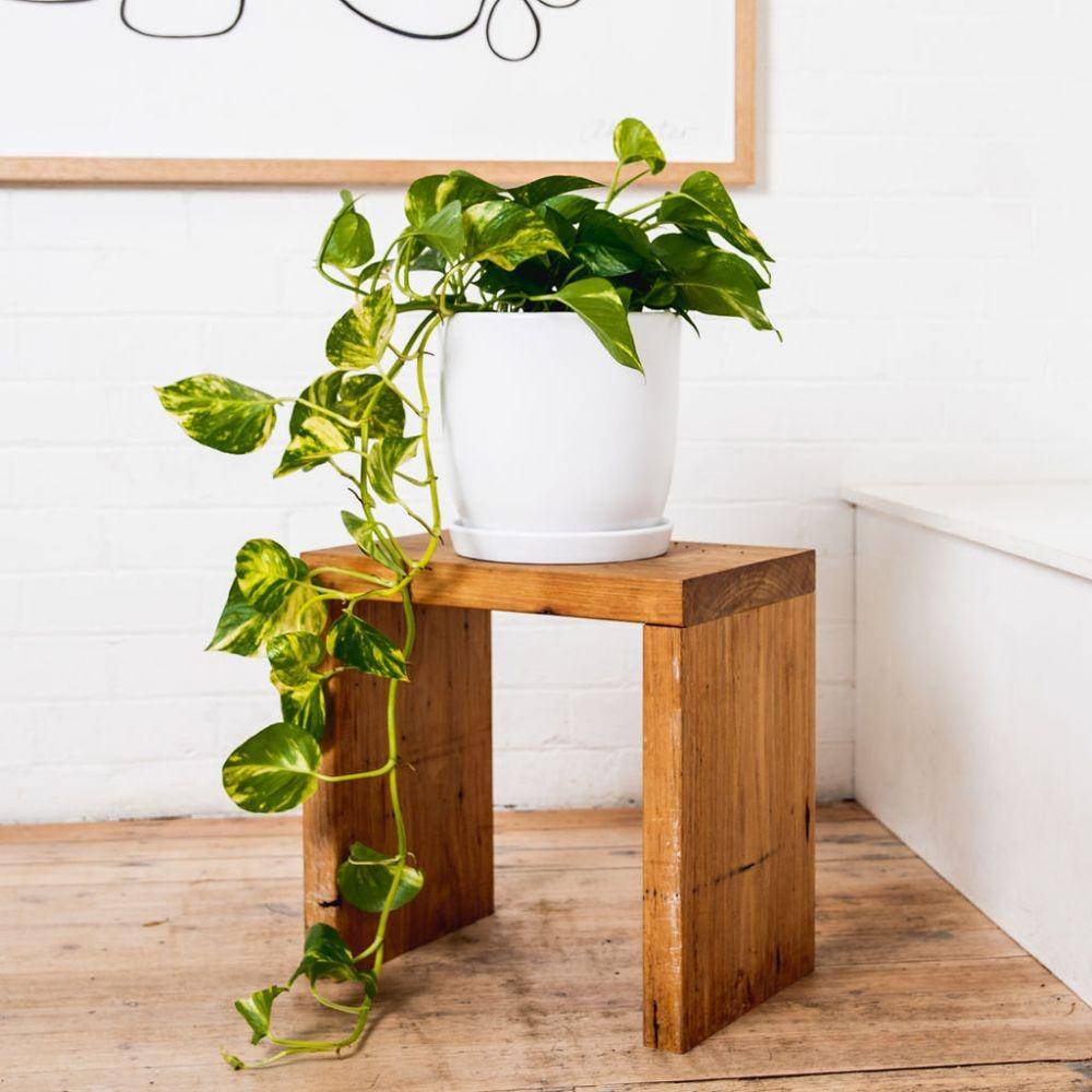 captainmonstera.com.au