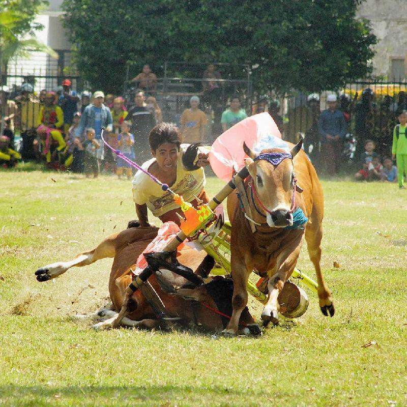 5 Fakta Karapan Sapi, Tradisi Ekstrim Kebanggaan Masyarakat Madura