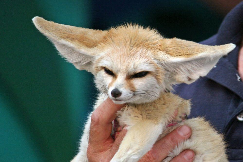 Kenalan dengan Fennec Fox, Si Rubah Imut Bertelinga Besar