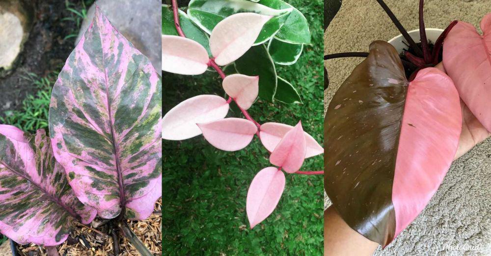10 Tanaman Hias Daun Bercorak Pink Bikin Rumahmu Makin Instagramble!