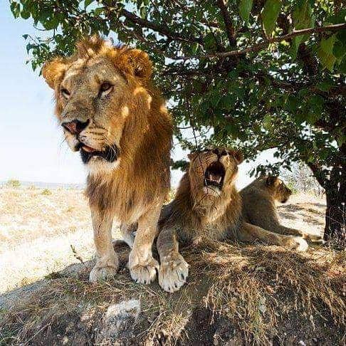 instagram.com/savetheanimalssavetheworld