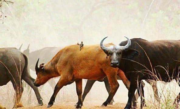 10 Destinasi Wisata Paling Menarik di Burkina Faso, Bikin Takjub