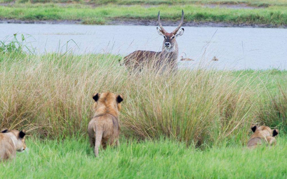 lionrecoveryfund.org