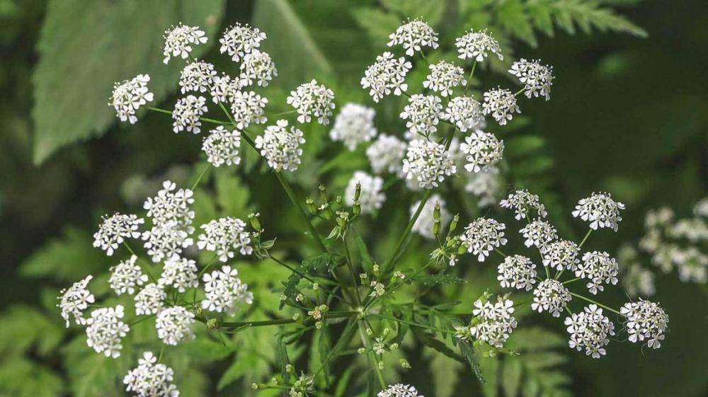 Tanaman hemlock (healthline.com)