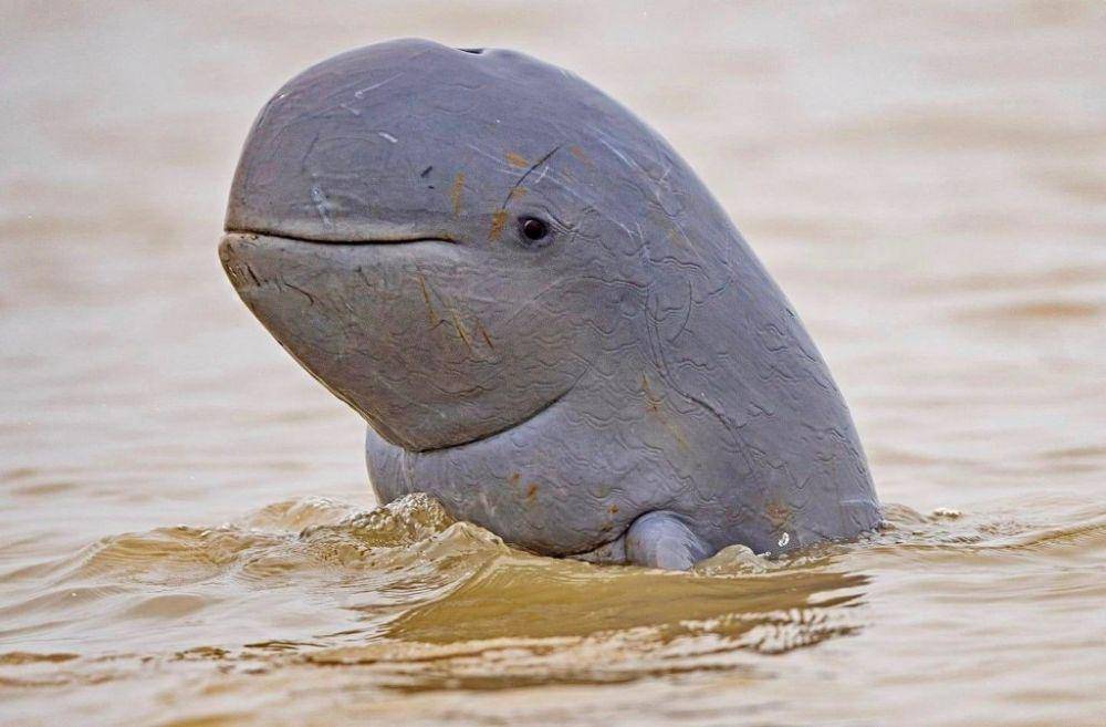 whalescientists.com