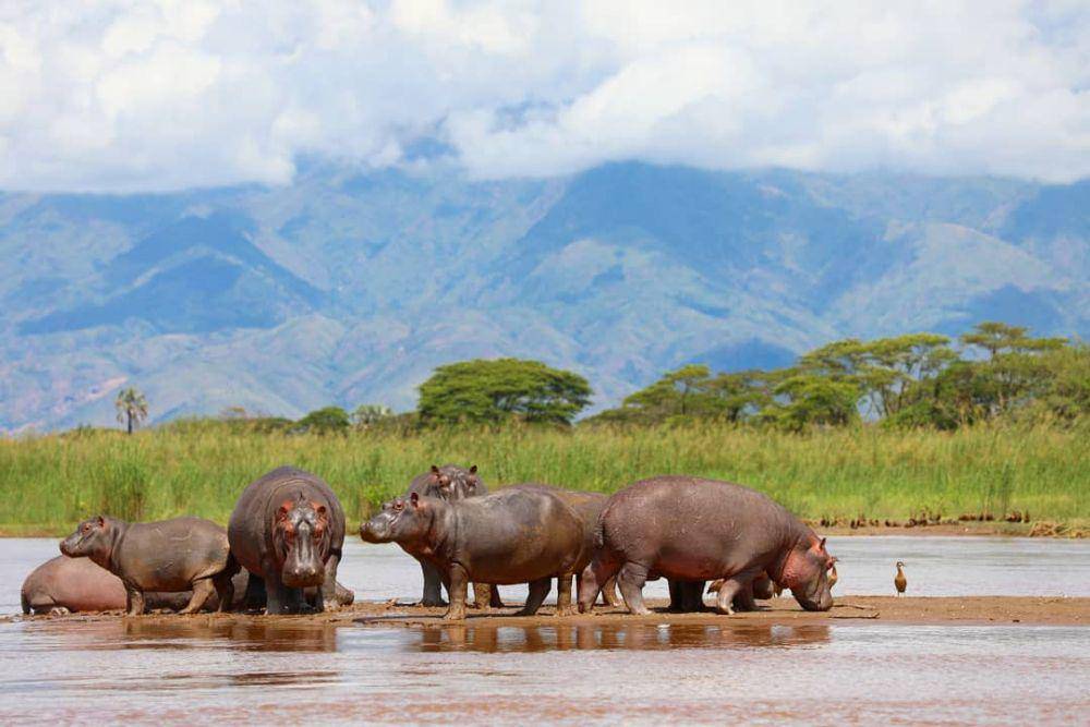 instagram.com/tanganyika_links_tours