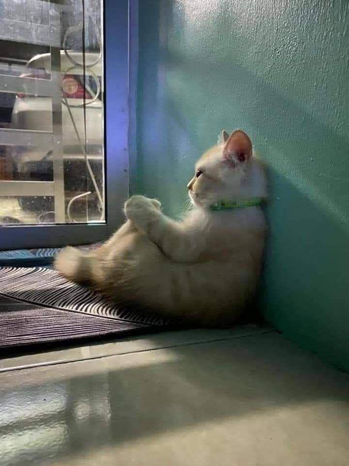 foto kucing galau (aixifan.com)