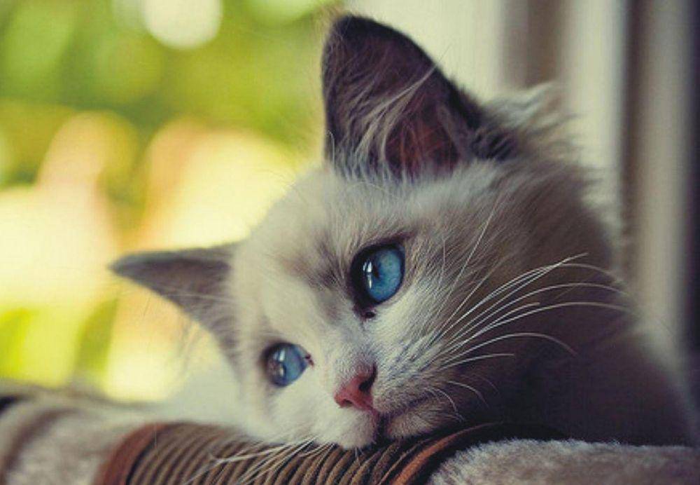 foto kucing galau (bandmix.com)