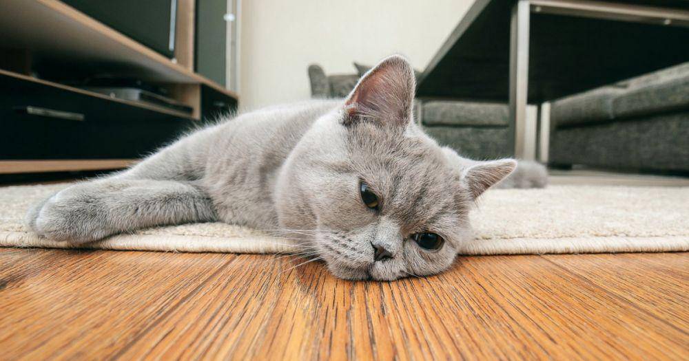 foto kucing galau (flipboard.com)