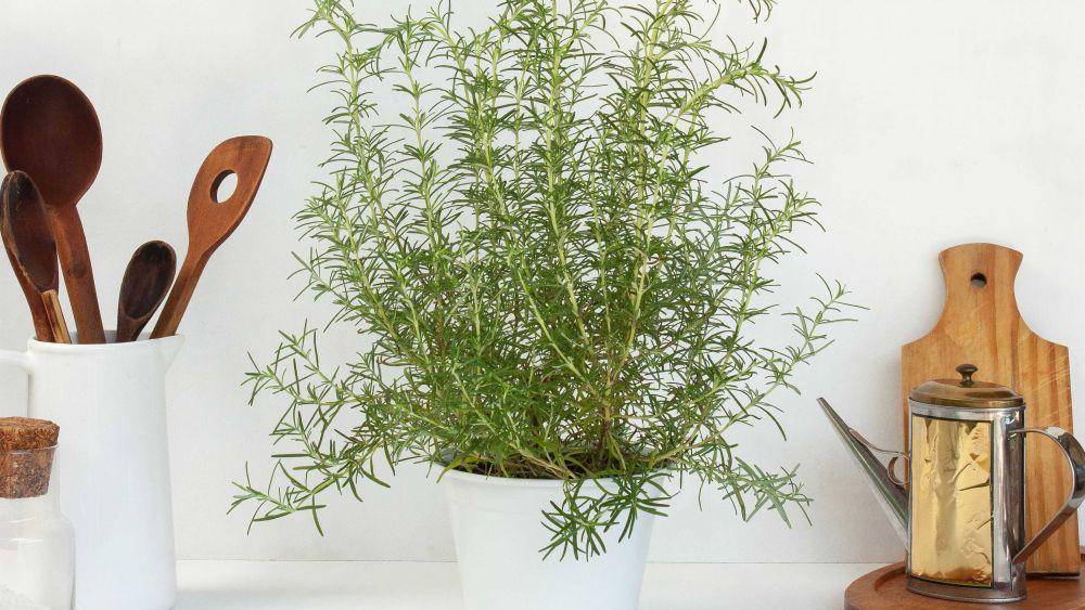 thespruce.com
