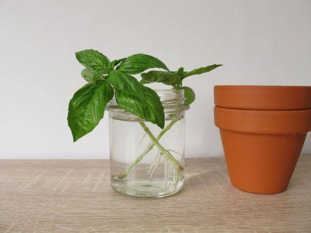 gardeningknowhow.com