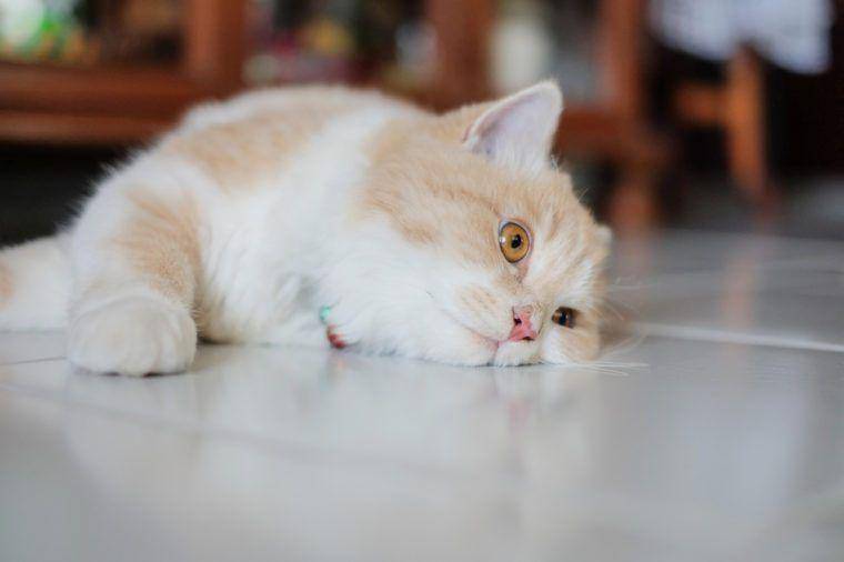 foto kucing galau (nanmuxuan.com)
