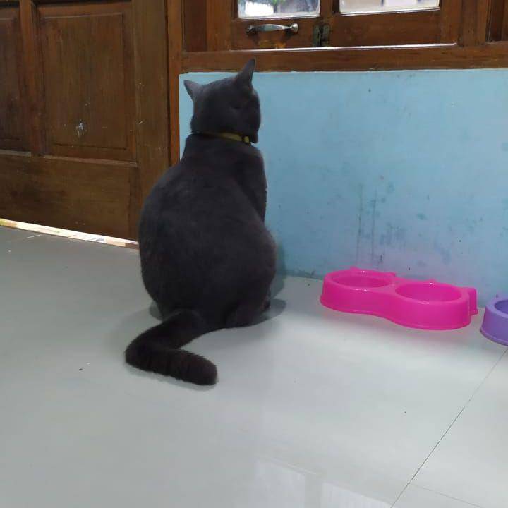 foto kucing galau (twitter.com/auditams)