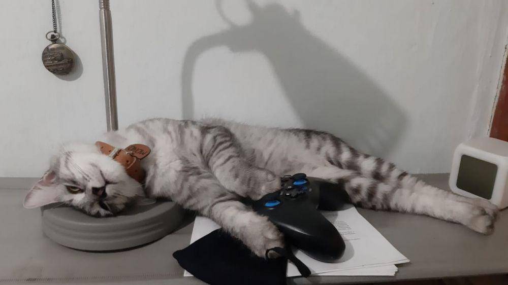 foto kucing galau (twitter.com/sakhtarrrr)