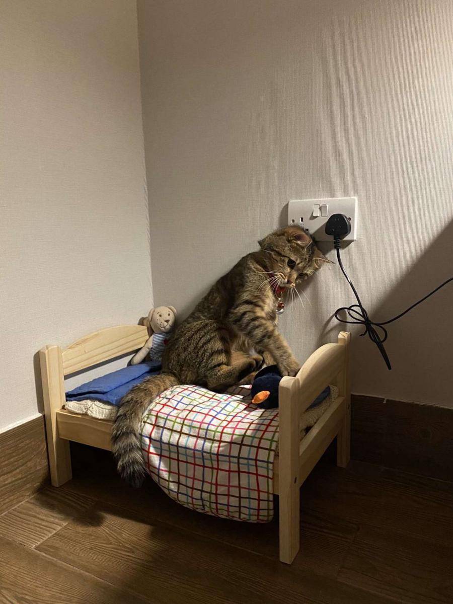 foto kucing galau (twitter.com/sakhtarrrr)
