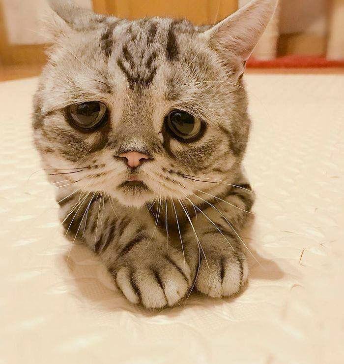 foto kucing galau (weibo.com)
