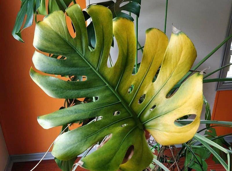 allforgardening.com