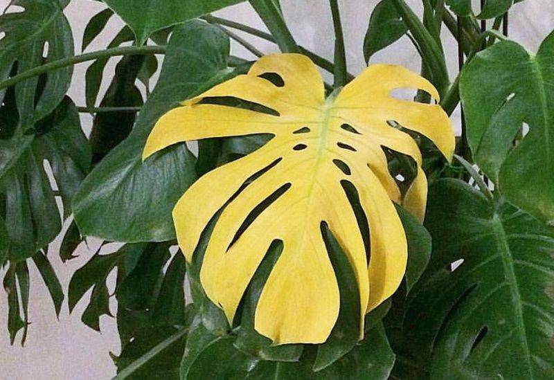 allforgardening.com