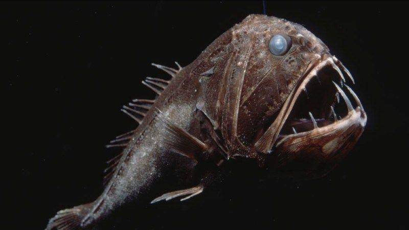 ilustrasi ikan fangtooth (scienceheathen.com)