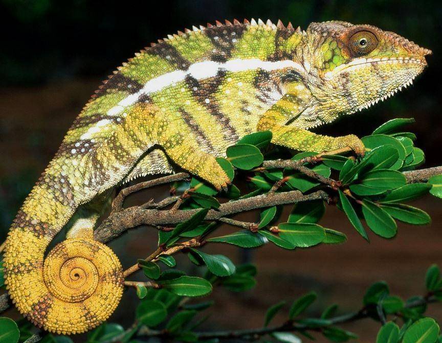 mychameleononline.com