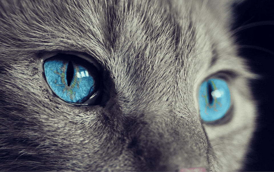 iheartcats.com