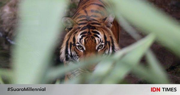 Lacak Harimau Jawa di Gunung Wilis, CAKRA Siapkan Tim Ekspedisi