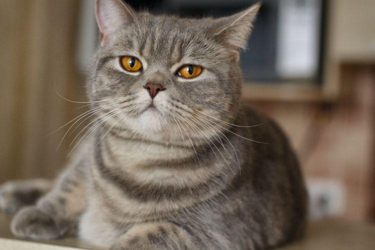 10 Kosakata Nama Hewan dalam Bahasa Bima, Kalo Kucing Apa?