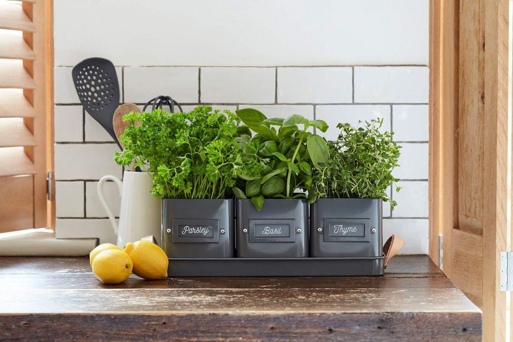 5 Tanaman yang Cocok Diletakkan di Dapur, Langsung jadi Bahan Masak!