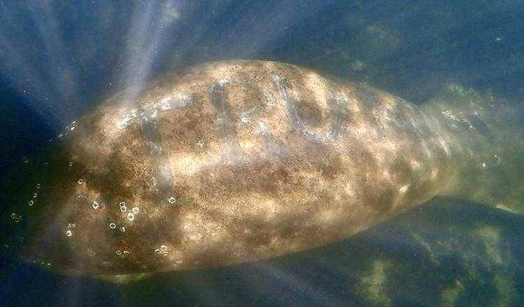 Manatee spesies West Indian Manatee yang nasibnya terancam, menjadi objek vandalisme politik. (twitter.com/Save the Manatee)