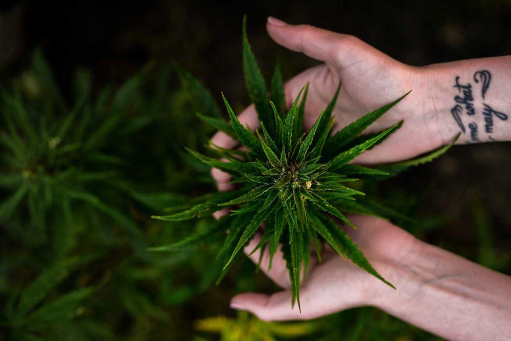 Kongres Meksiko Sahkan RUU Legalisasi Ganja