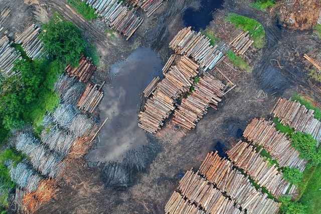 Cegah Pandemi di Masa Depan, WWF Imbau Perlindungan Hutan