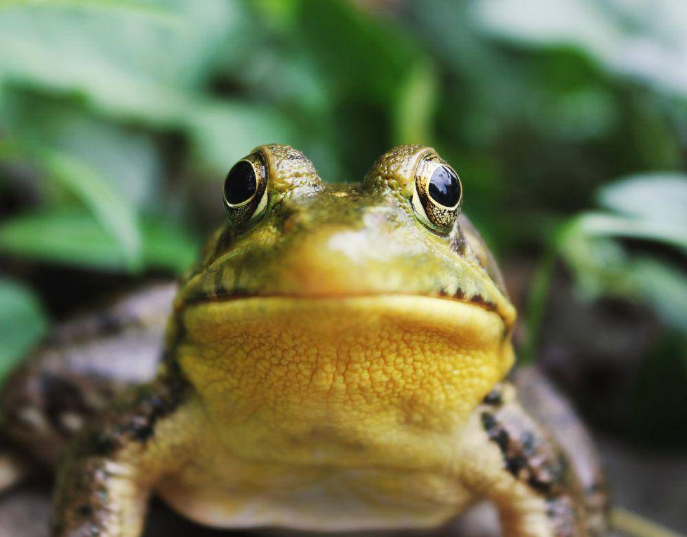 unsplash.com/animal