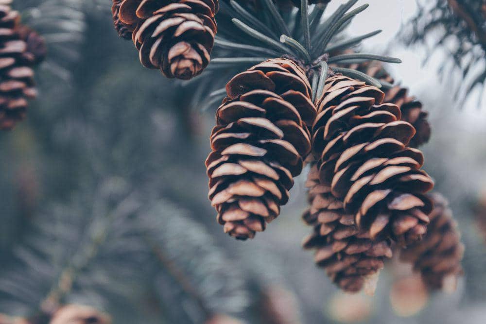 pexels.com/Josh Sorenson