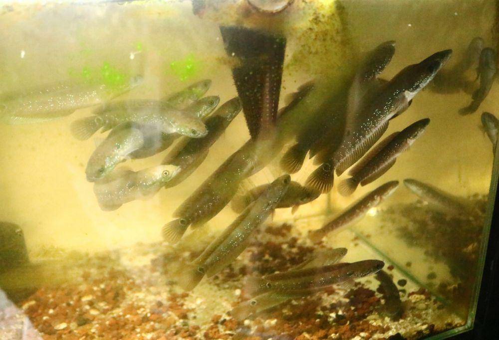 Salah satu jenis ikan chanaa yang dijual di galery khotez. IDN Times/Alfi Ramadana