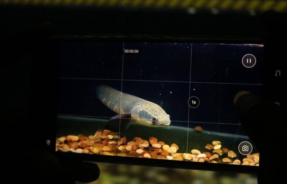 Ikan Chanaa yang dipelihara dan dijual di Galery Khotez. IDN Times/Alfi Ramadana