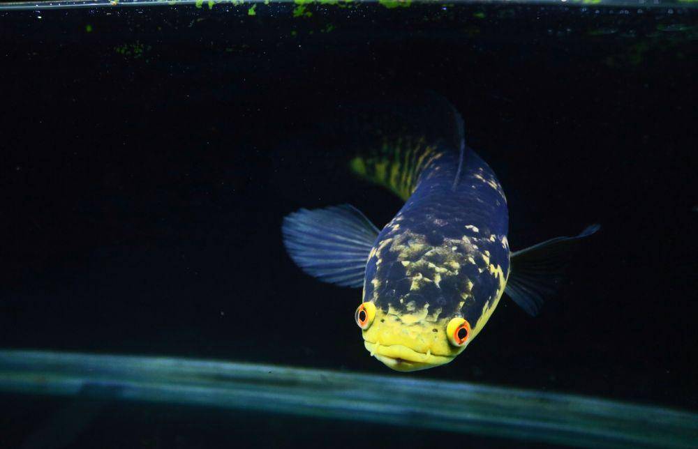 Salah satu jenis ikan Chanaa yang dipelihara di Galery Khotez. IDN Times/Alfi Ramadana